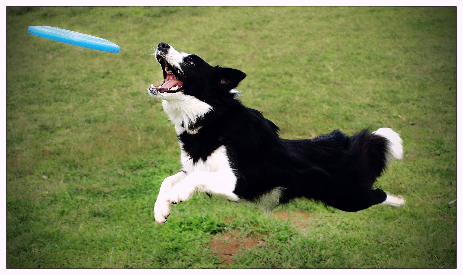 dog-frisbee